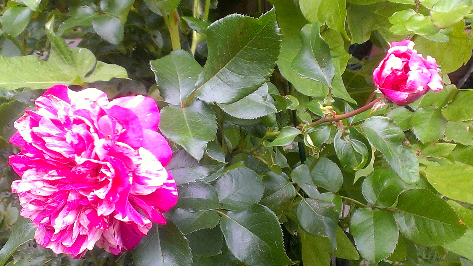 Berries and Cream Climbing Rose